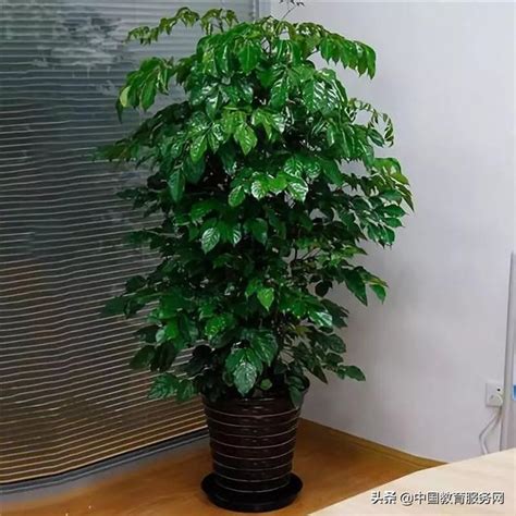 綠色植物的好處